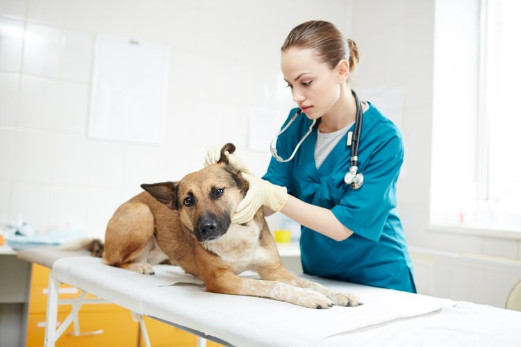 vet examining dog